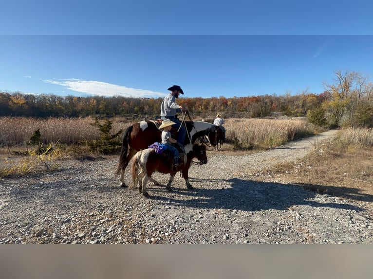 Plus de poneys/petits chevaux Hongre 7 Ans 102 cm Tobiano-toutes couleurs in Sheffield, IA