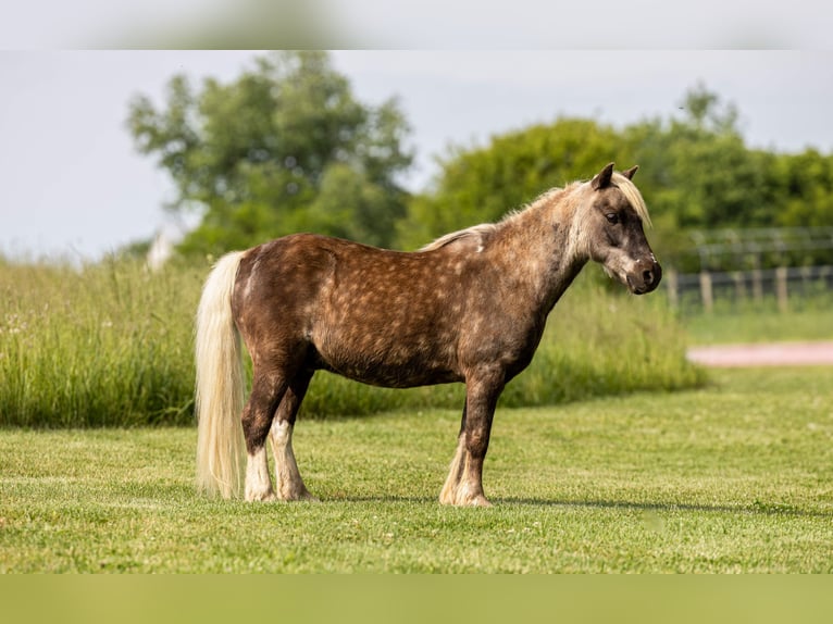 Plus de poneys/petits chevaux Hongre 7 Ans 102 cm  in Ewing