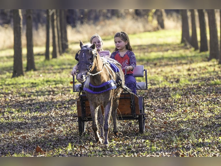 Plus de poneys/petits chevaux Hongre 7 Ans 107 cm Palomino in Sedalia