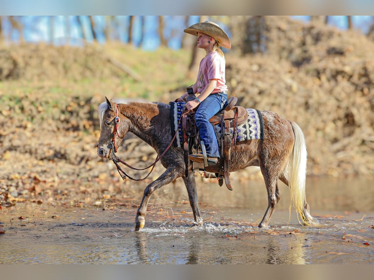 Plus de poneys/petits chevaux Hongre 7 Ans 107 cm Palomino in Sedalia