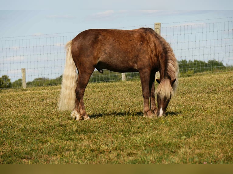 Plus de poneys/petits chevaux Hongre 7 Ans 107 cm in Fresno