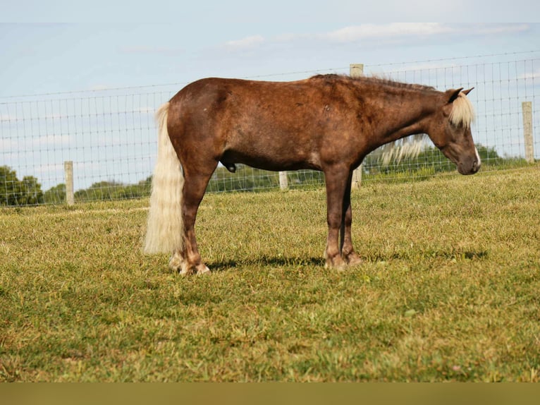 Plus de poneys/petits chevaux Hongre 7 Ans 107 cm in Fresno