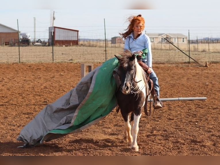Plus de poneys/petits chevaux Hongre 7 Ans 109 cm Pinto in Edgewood