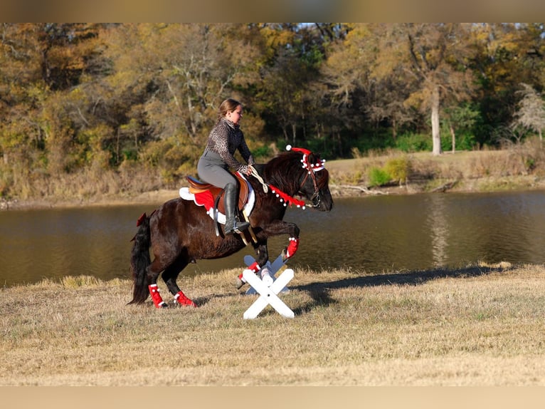 Plus de poneys/petits chevaux Hongre 7 Ans 112 cm Noir in Forney