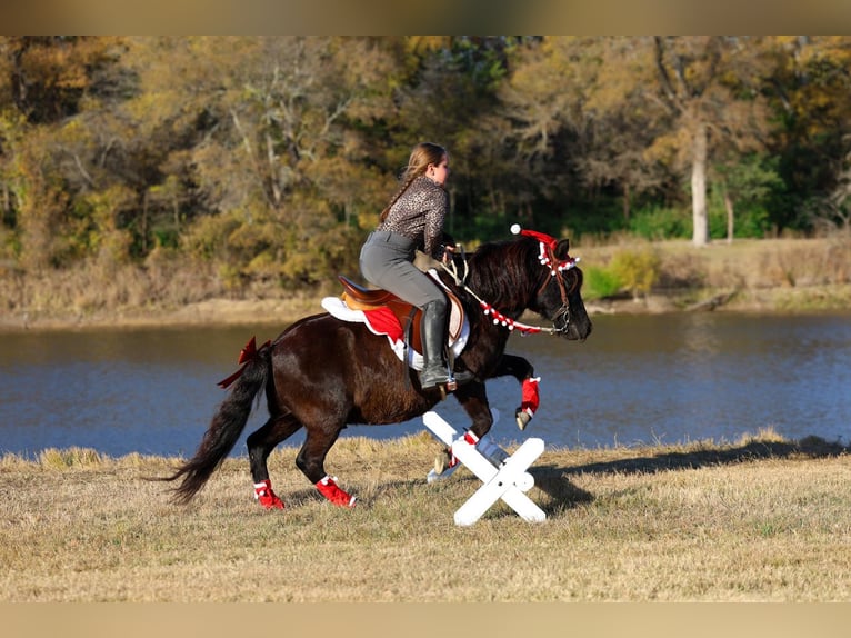 Plus de poneys/petits chevaux Hongre 7 Ans 112 cm Noir in Forney