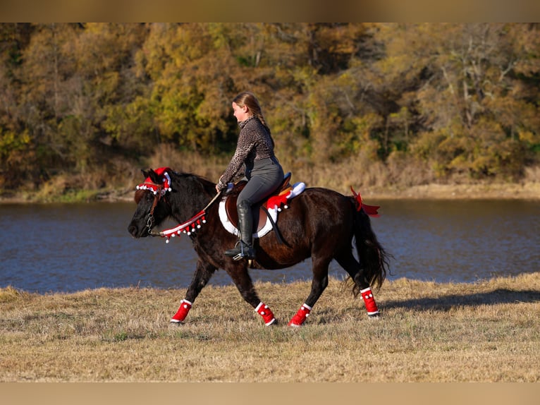 Plus de poneys/petits chevaux Hongre 7 Ans 112 cm Noir in Forney