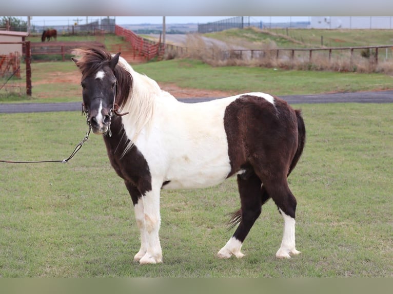 Plus de poneys/petits chevaux Hongre 7 Ans 112 cm Pinto in Edgewood