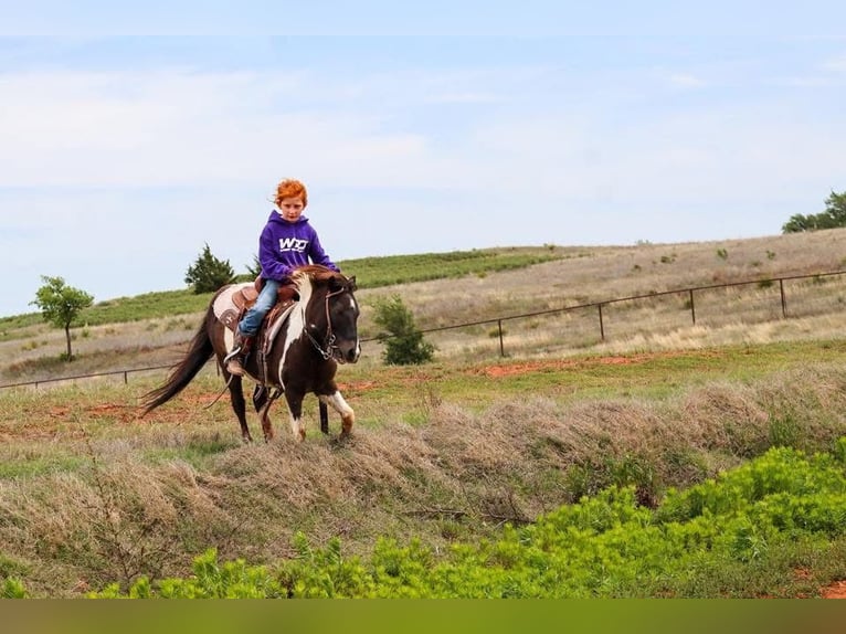 Plus de poneys/petits chevaux Hongre 7 Ans 112 cm Pinto in Edgewood