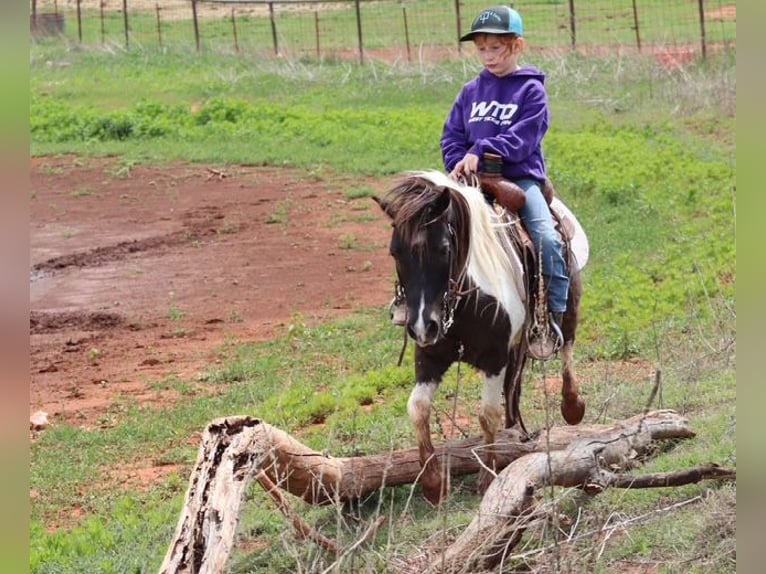 Plus de poneys/petits chevaux Hongre 7 Ans 112 cm Pinto in Edgewood