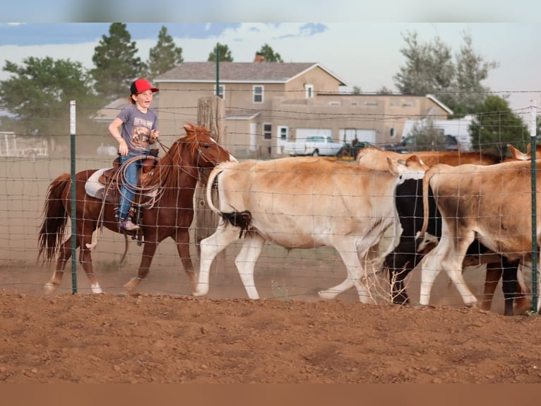 Plus de poneys/petits chevaux Hongre 7 Ans 114 cm Alezan cuivré in Edgewood
