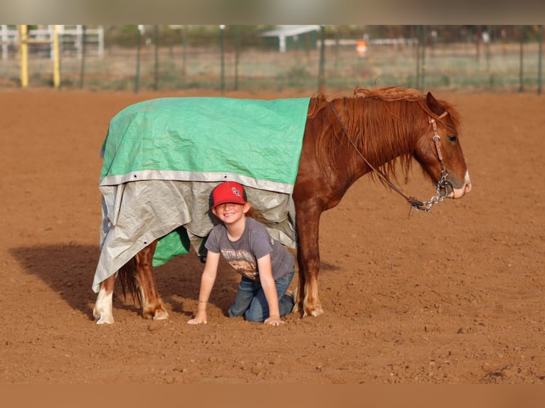 Plus de poneys/petits chevaux Hongre 7 Ans 114 cm Alezan cuivré in Edgewood