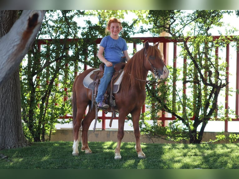 Plus de poneys/petits chevaux Hongre 7 Ans 114 cm Alezan cuivré in Edgewood