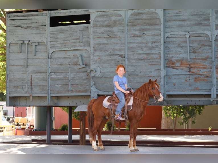 Plus de poneys/petits chevaux Hongre 7 Ans 114 cm Alezan cuivré in Edgewood