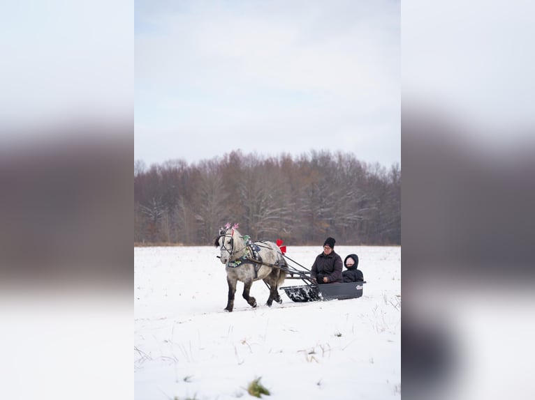 Plus de poneys/petits chevaux Hongre 7 Ans 114 cm Gris in Bristolville