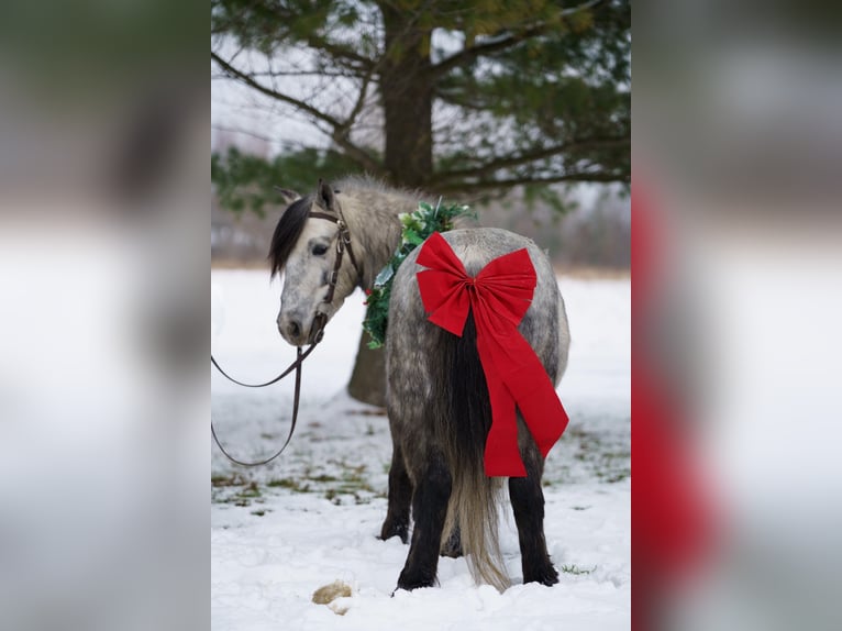 Plus de poneys/petits chevaux Hongre 7 Ans 114 cm Gris in Bristolville
