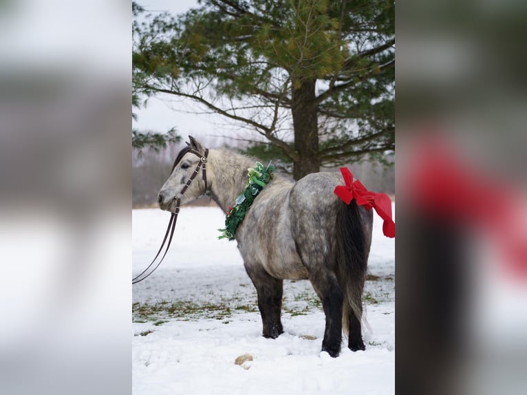 Plus de poneys/petits chevaux Hongre 7 Ans 114 cm Gris in Bristolville
