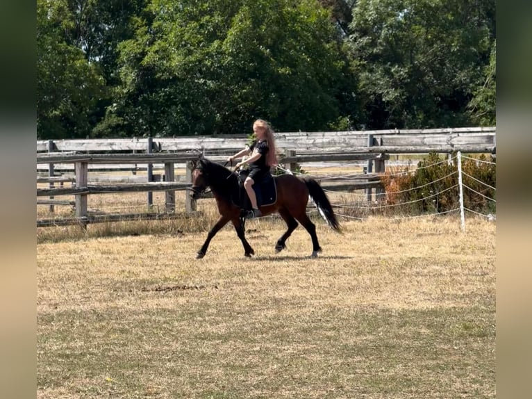 Plus de poneys/petits chevaux Hongre 7 Ans 116 cm Bai in Rechnitz