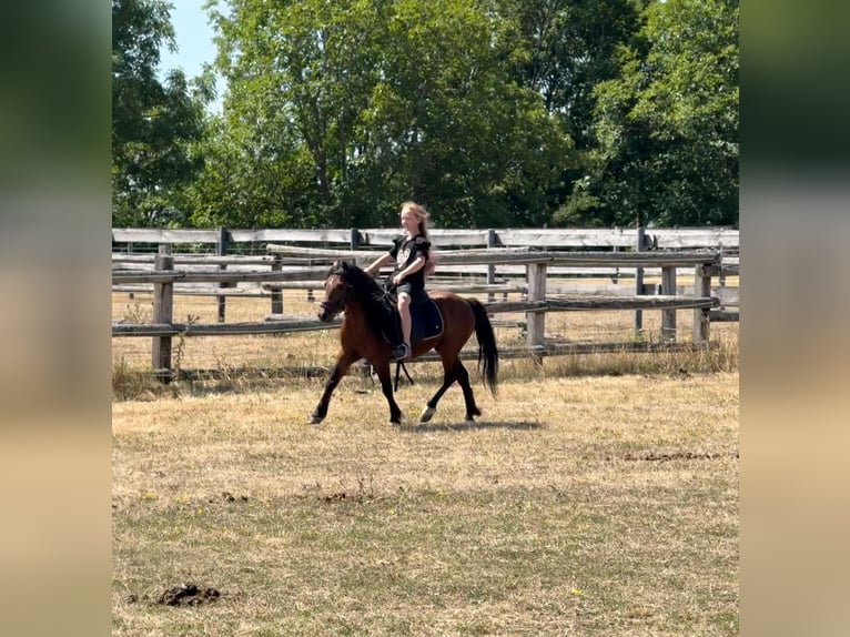 Plus de poneys/petits chevaux Hongre 7 Ans 116 cm Bai in Rechnitz