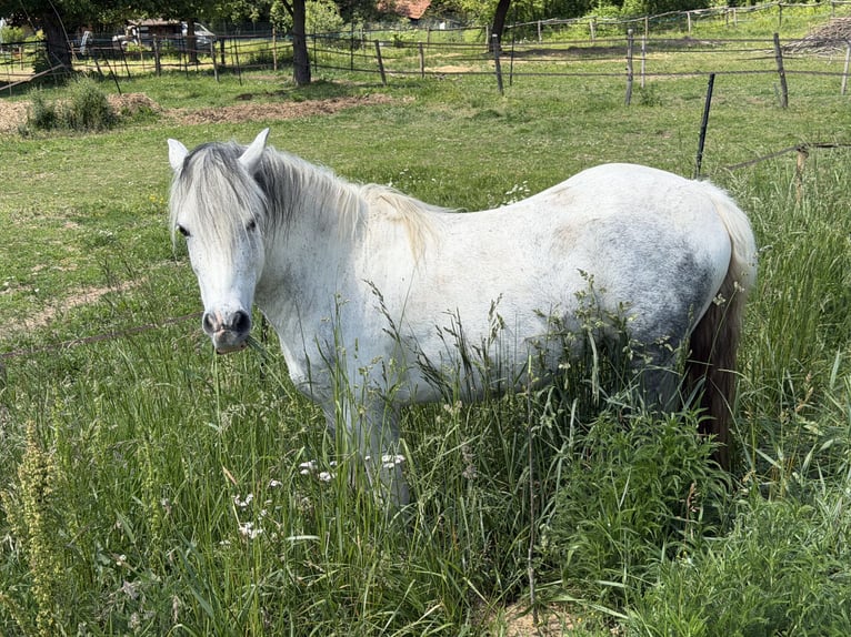 Plus de poneys/petits chevaux Hongre 7 Ans 120 cm Gris pommelé in Zalascany