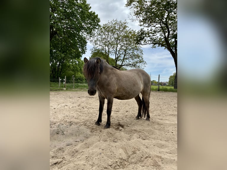 Plus de poneys/petits chevaux Hongre 7 Ans 120 cm Isabelle in Salzgitter