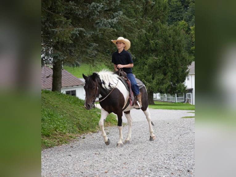 Plus de poneys/petits chevaux Hongre 7 Ans 122 cm Pinto in Fresno