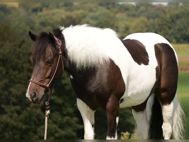 Plus de poneys/petits chevaux Hongre 7 Ans 122 cm Pinto in Fresno
