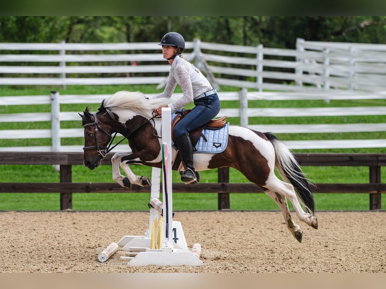 Plus de poneys/petits chevaux Hongre 7 Ans 122 cm Pinto in Fresno