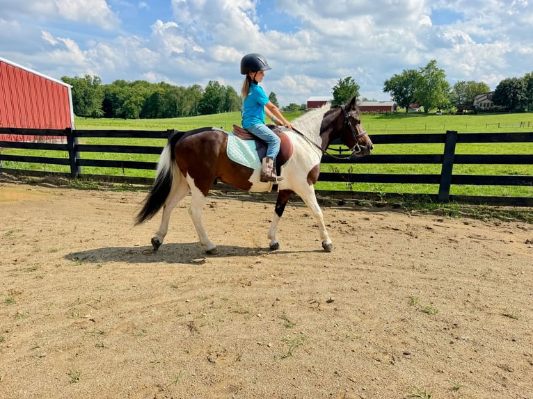 Plus de poneys/petits chevaux Hongre 7 Ans 122 cm Pinto in Fresno