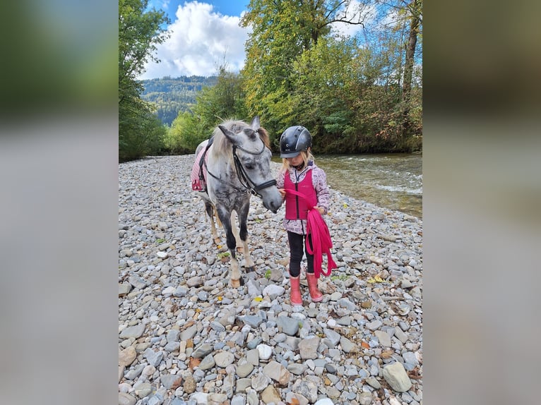 Plus de poneys/petits chevaux Hongre 7 Ans 130 cm Gris in Pelmberg