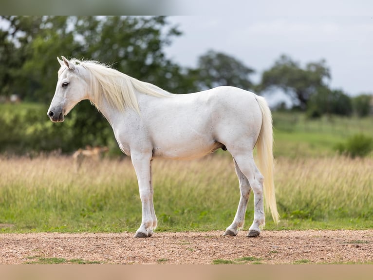 Plus de poneys/petits chevaux Hongre 7 Ans 130 cm Gris in Victoria