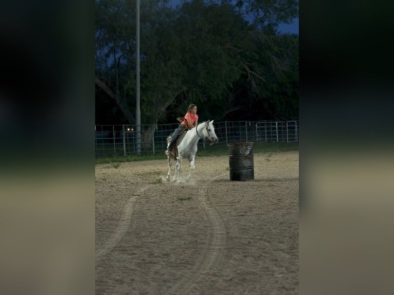 Plus de poneys/petits chevaux Hongre 7 Ans 130 cm Gris in Victoria
