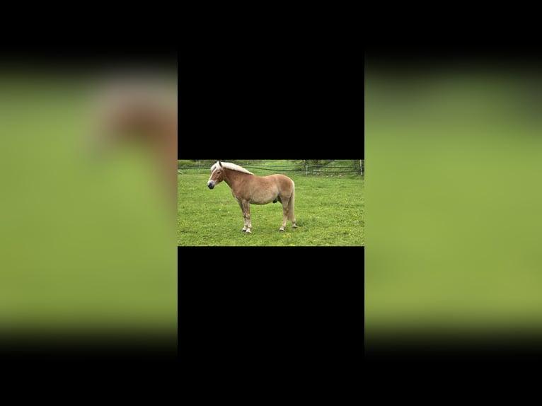 Plus de poneys/petits chevaux Croisé Hongre 7 Ans 136 cm Isabelle in Laichingen