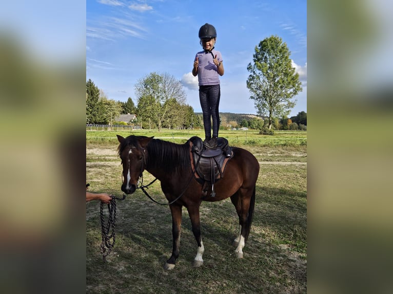 Plus de poneys/petits chevaux Hongre 7 Ans 137 cm Bai in Hainburg an der Donau Plus de poneys/petits chevaux Hongre 7 Ans 137 cm Bai in Hainburg an der Donau