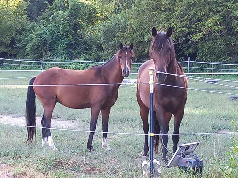 Plus de poneys/petits chevaux Hongre 7 Ans 137 cm Bai in Hainburg an der Donau Plus de poneys/petits chevaux Hongre 7 Ans 137 cm Bai in Hainburg an der Donau