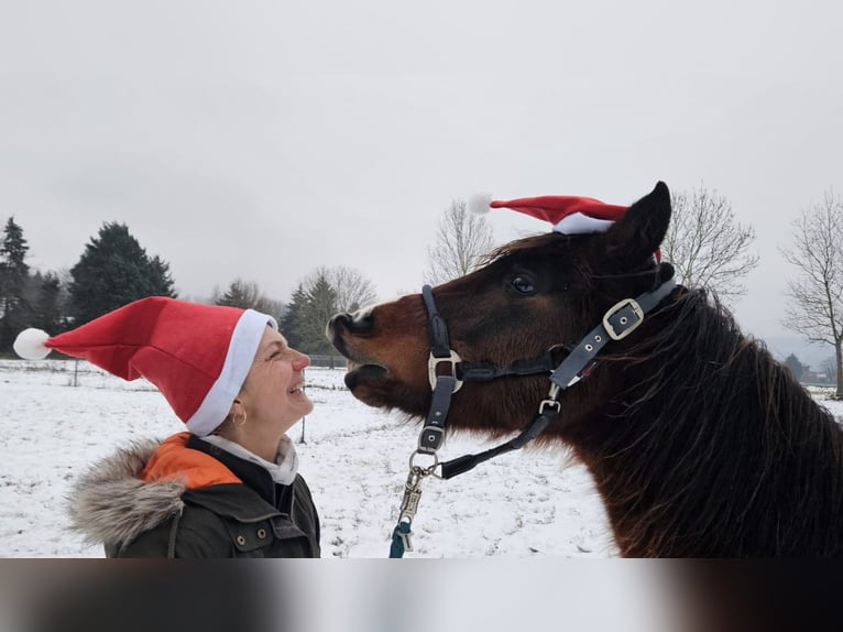 Plus de poneys/petits chevaux Hongre 7 Ans 137 cm Bai in Hainburg an der Donau Plus de poneys/petits chevaux Hongre 7 Ans 137 cm Bai in Hainburg an der Donau