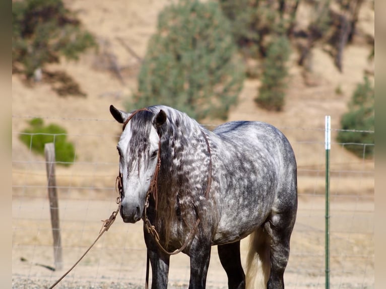 Plus de poneys/petits chevaux Hongre 7 Ans 137 cm Gris in Paicines