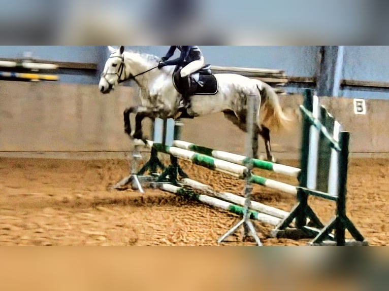 Plus de poneys/petits chevaux Croisé Hongre 7 Ans 140 cm Gris pommelé in Hódmezővásárhely