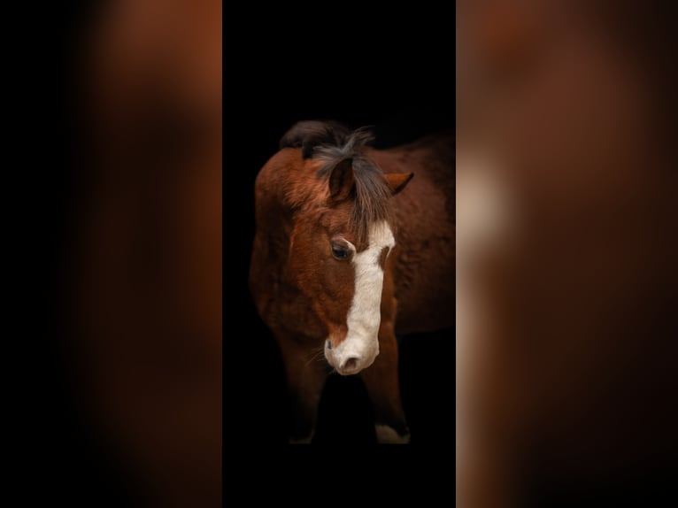 Plus de poneys/petits chevaux Croisé Hongre 7 Ans 143 cm Bai in Neum&#xFC;nster