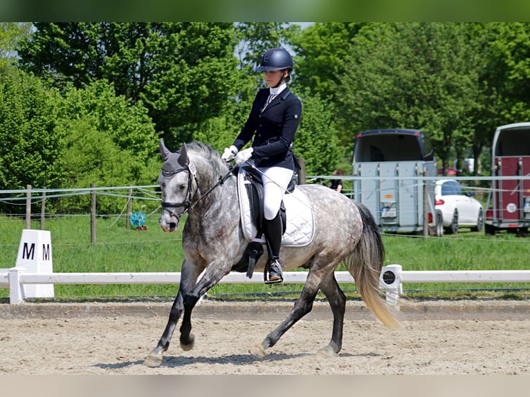 Plus de poneys/petits chevaux Hongre 7 Ans 143 cm Gris pommelé in Ahlen
