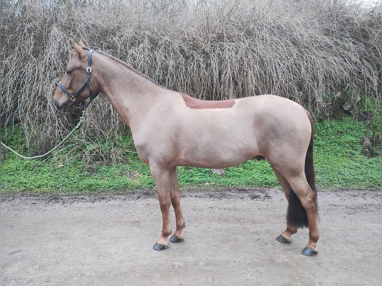 Plus de poneys/petits chevaux Hongre 7 Ans 144 cm Alezan brûlé in Поручик Кърджиево / Poruchik Kurdzhievo