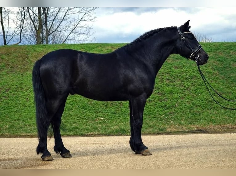 Plus de poneys/petits chevaux Hongre 7 Ans 145 cm Noir in Rechnitz