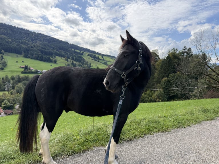 Plus de poneys/petits chevaux Croisé Hongre 7 Ans 145 cm Pinto in Bad Hindelang