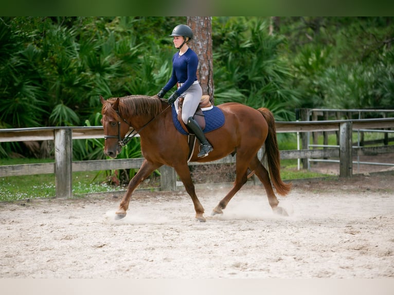 Plus de poneys/petits chevaux Hongre 7 Ans 147 cm Alezan cuivré in West Palm Beach
