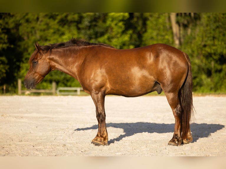Plus de poneys/petits chevaux Hongre 7 Ans 147 cm Alezan cuivré in West Palm Beach