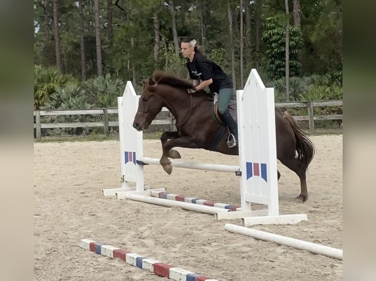 Plus de poneys/petits chevaux Hongre 7 Ans 147 cm Alezan cuivré in West Palm Beach