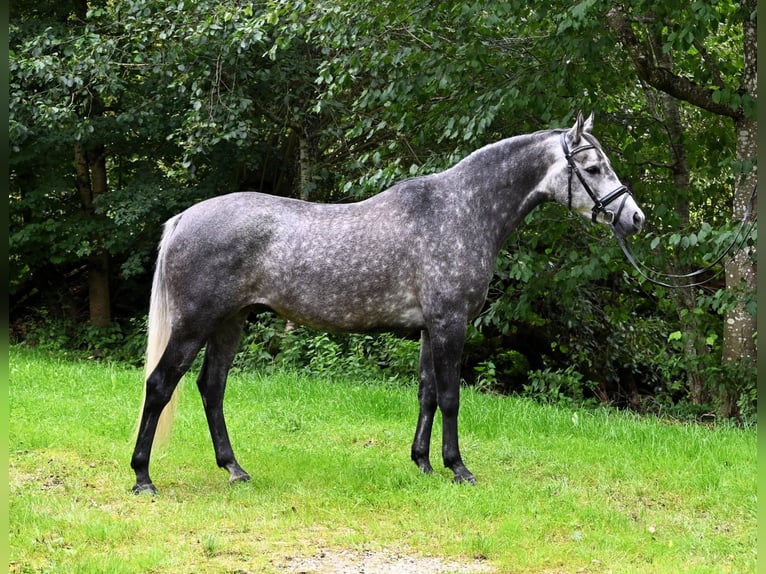 Plus de poneys/petits chevaux Hongre 7 Ans 147 cm Gris pommelé in Gomadingen