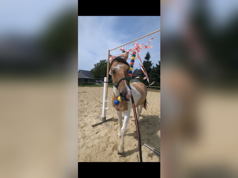 Plus de poneys/petits chevaux Hongre 7 Ans 148 cm in Korschenbroich