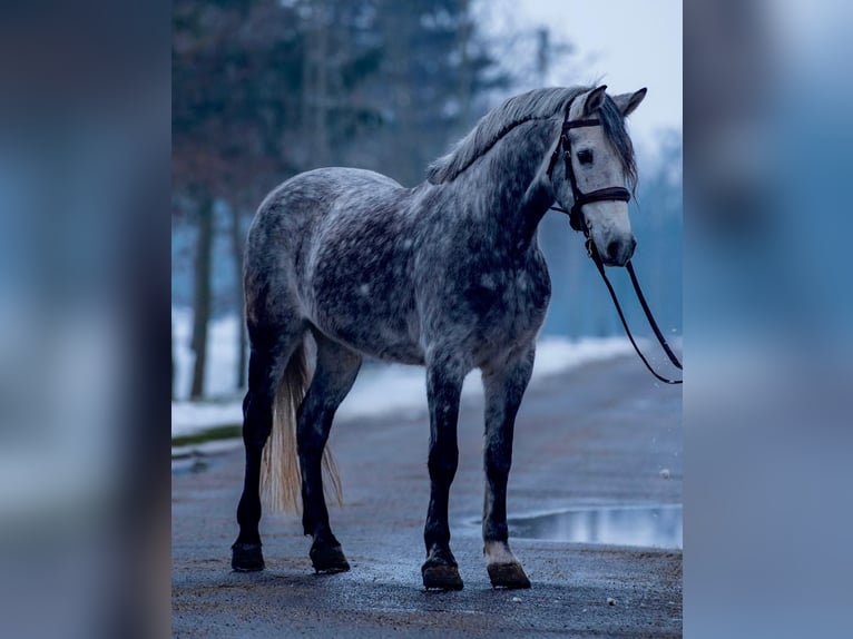 Plus de poneys/petits chevaux Hongre 7 Ans 148 cm Gris pommelé in Mezőhegyes