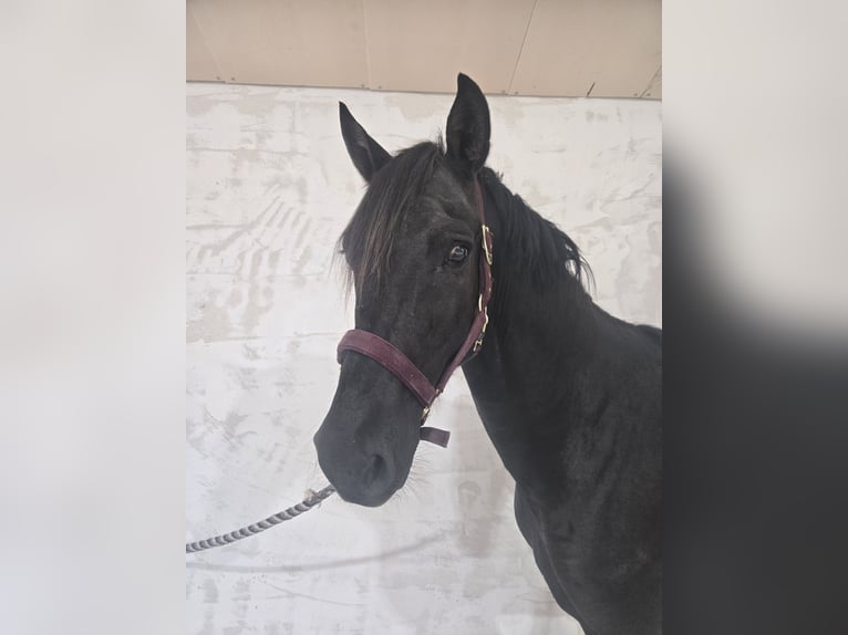 Plus de poneys/petits chevaux Hongre 7 Ans 150 cm Noir in Chavannes sur reyssouze