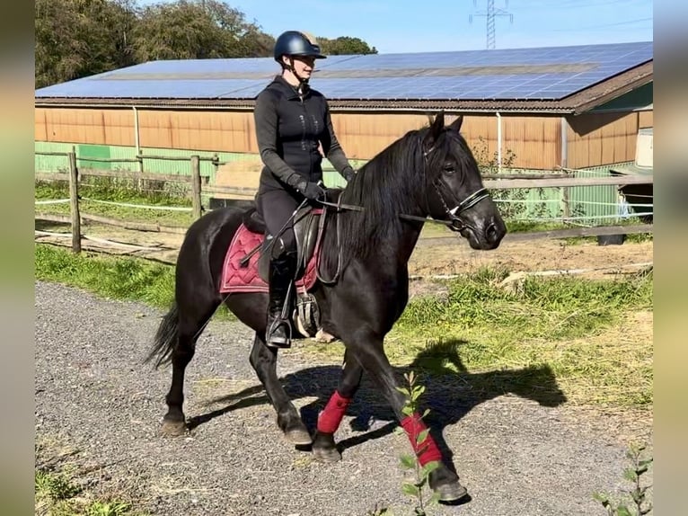 Plus de poneys/petits chevaux Hongre 7 Ans 150 cm Noir in Neustadt (Wied)